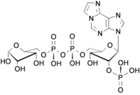 1, N6- Ethenoadenosine- 5'- O- diphosphoribose phosphate ( ε-ADPRP )
